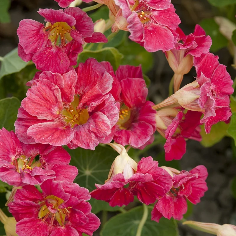 Oost-Indische Kers - Jewel Cherry Rose