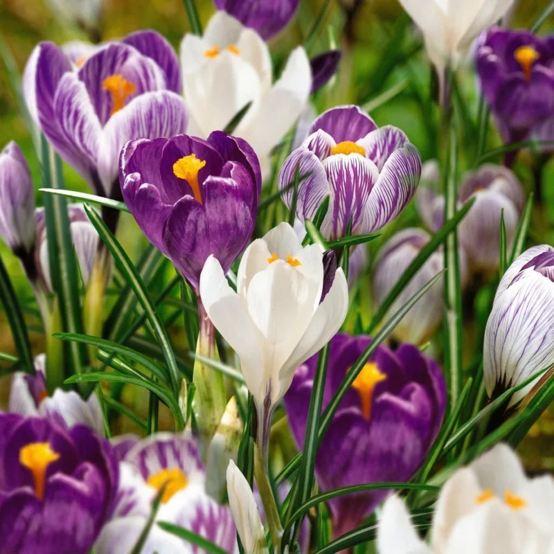 Krokusmischung 'Blue, White & Striped Mixed'