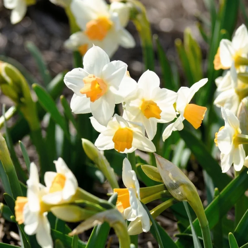 Narzisse, Narcissus 'Kapiti Peach'