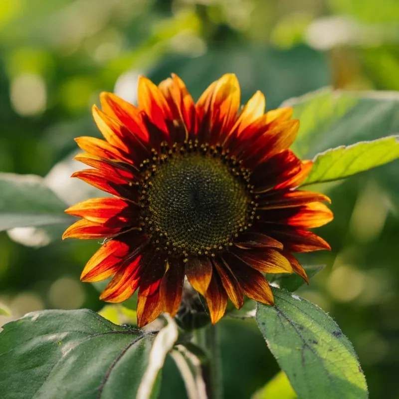 Rote Sonnenblume Samen - 20 Biosamen