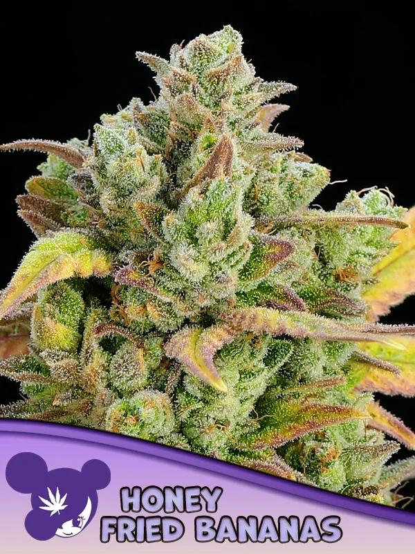 Anesia Honey Fried Bananas Fem 3St.